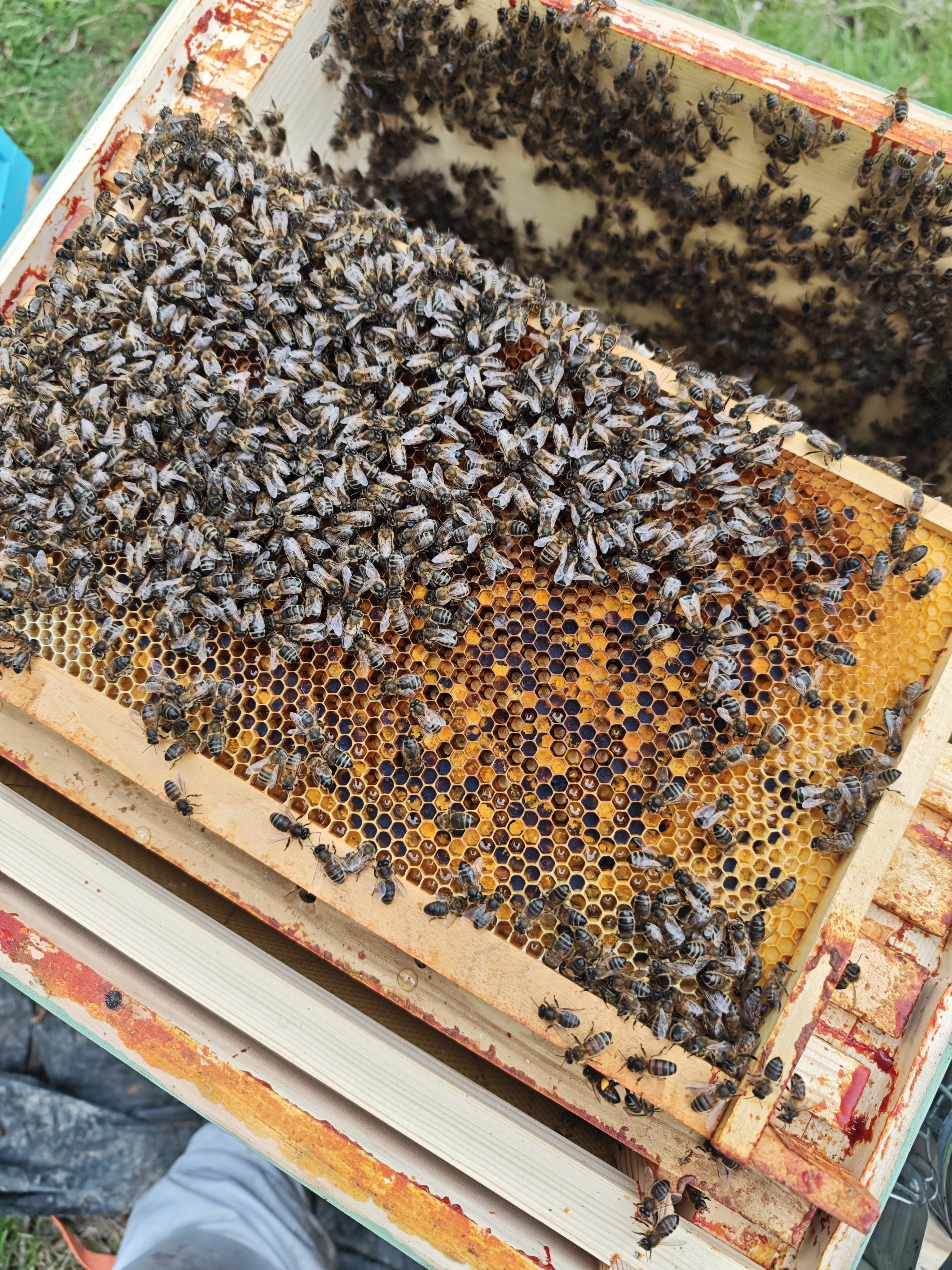 Bees on comb or frame