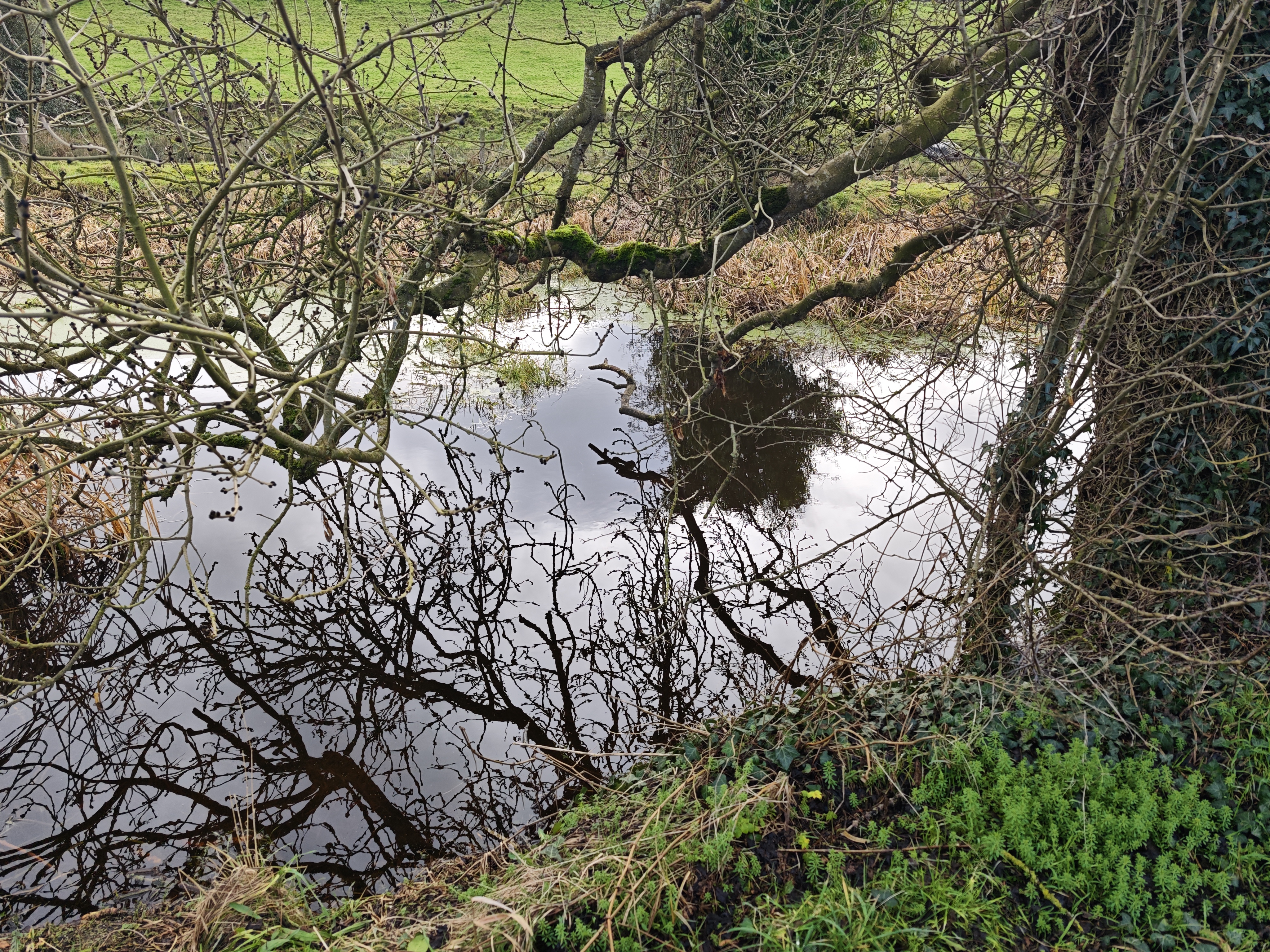 Irish landscape detail