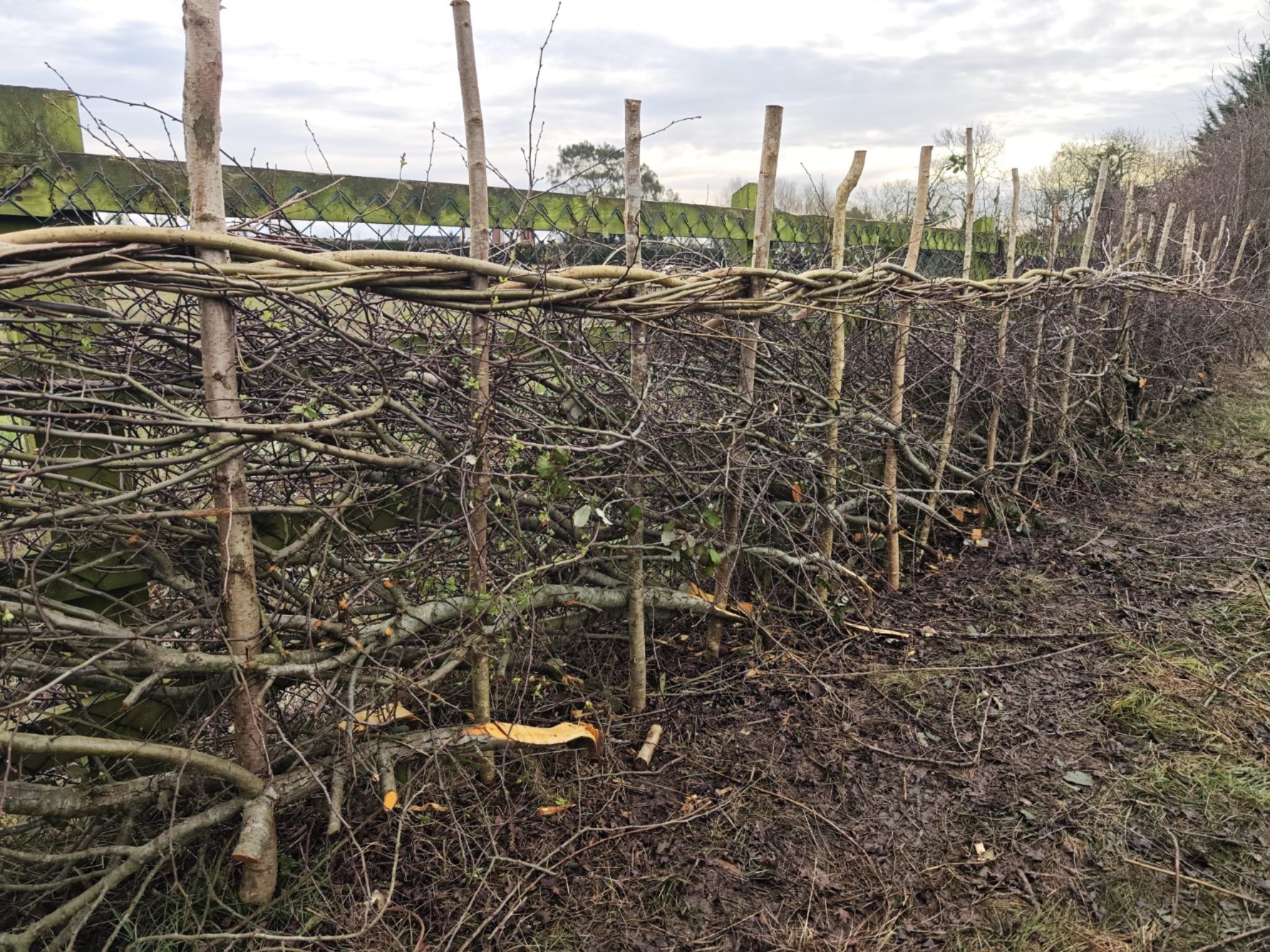 Hedging craft and stewardship