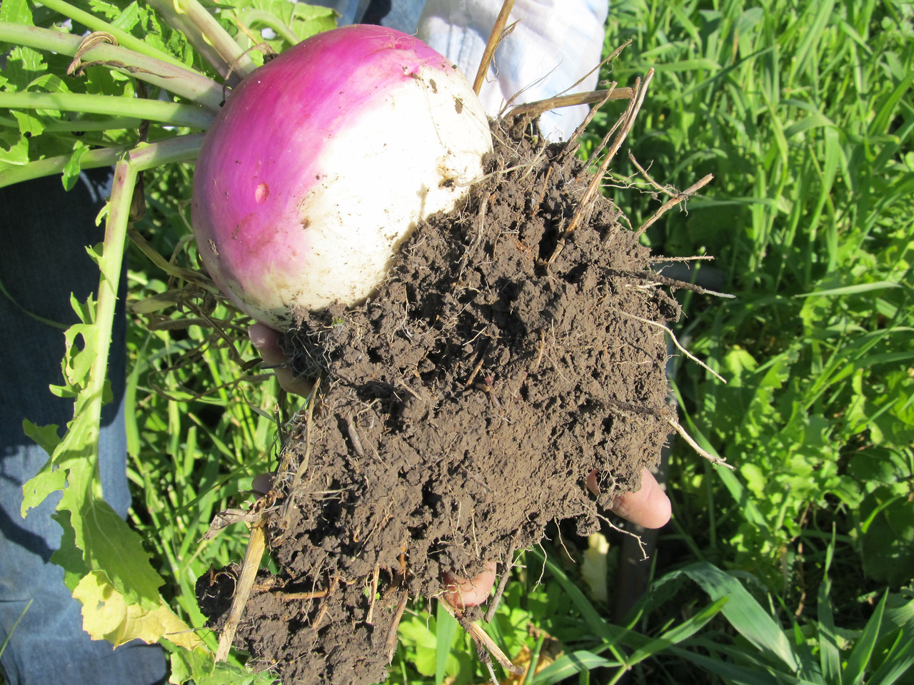Soil and organic matter