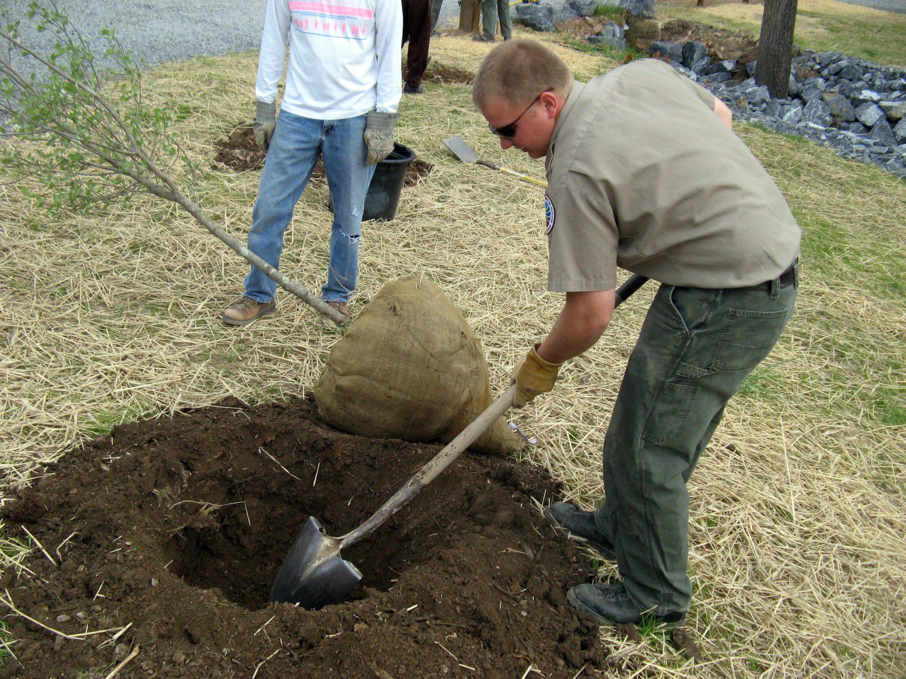 Native tree planting in Ireland