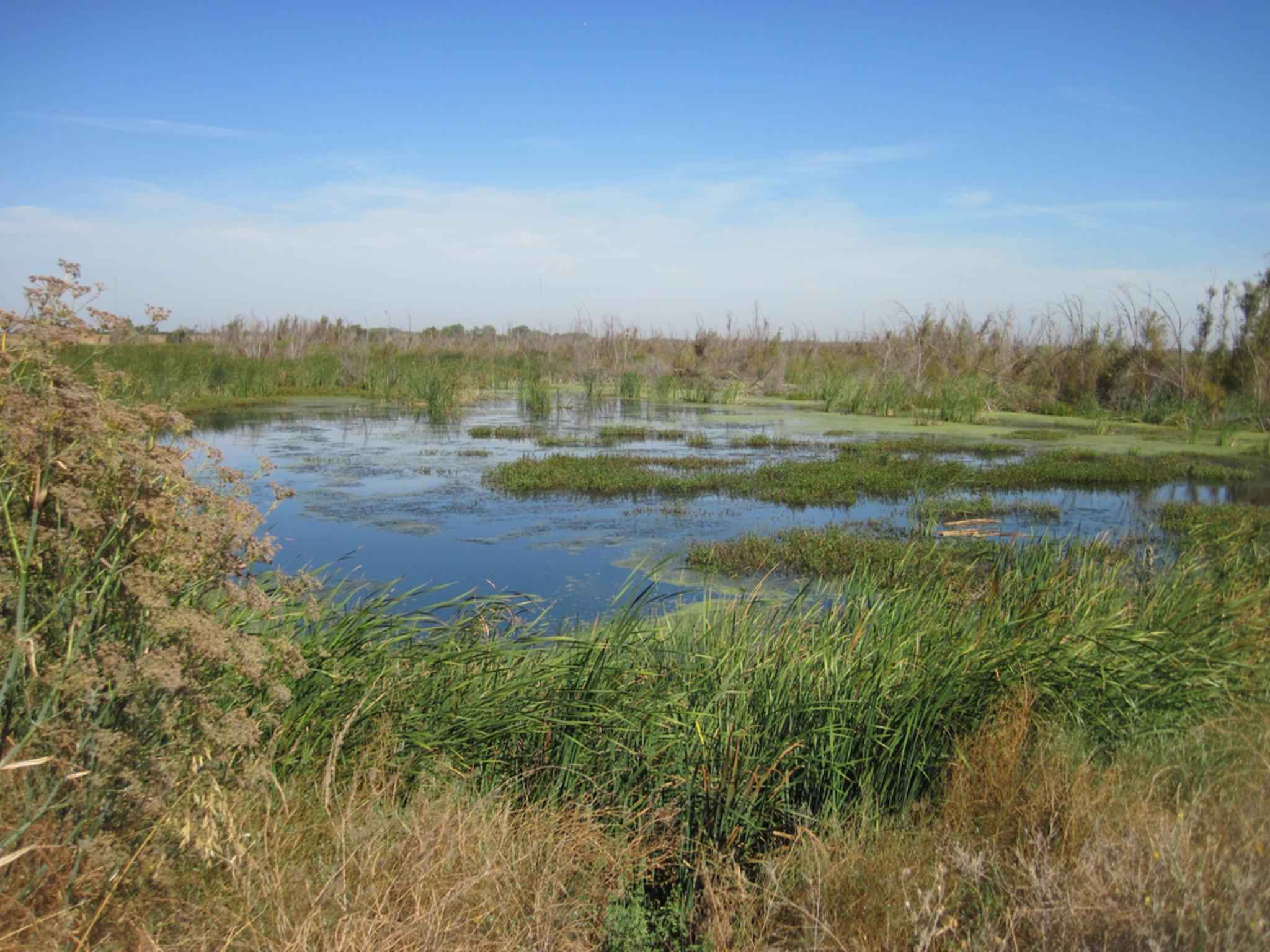 Wetlands and clean water